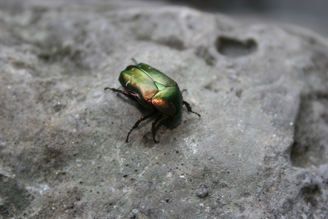 Cetonia aurata della Val di Susa